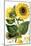 Sunflower-John Miller-Mounted Giclee Print