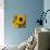 Sunflower-Dan Meneely-Art Print displayed on a wall
