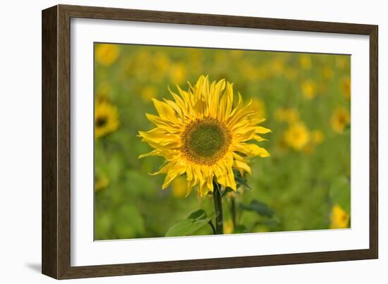 Sunflower-Cora Niele-Framed Giclee Print