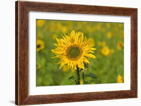 Sunflower-Cora Niele-Framed Giclee Print