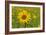 Sunflower-Cora Niele-Framed Giclee Print