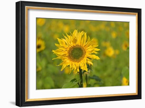 Sunflower-Cora Niele-Framed Giclee Print