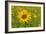 Sunflower-Cora Niele-Framed Giclee Print