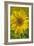 Sunflower-Cora Niele-Framed Giclee Print