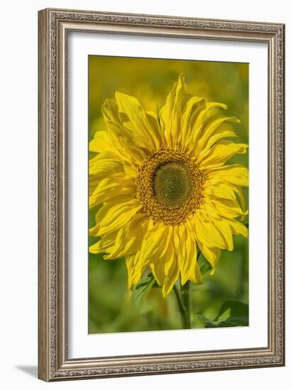 Sunflower-Cora Niele-Framed Giclee Print