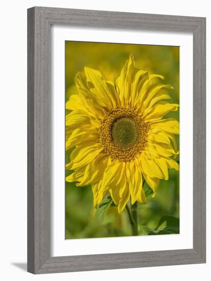 Sunflower-Cora Niele-Framed Giclee Print