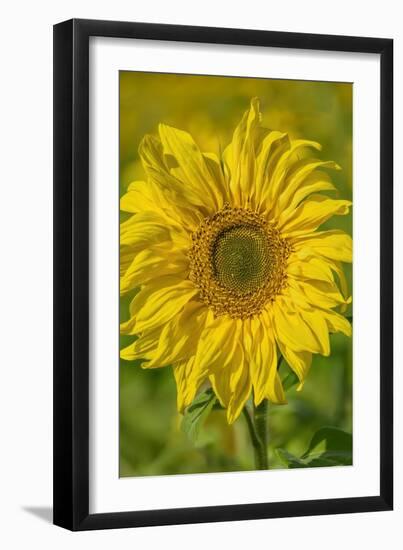 Sunflower-Cora Niele-Framed Giclee Print