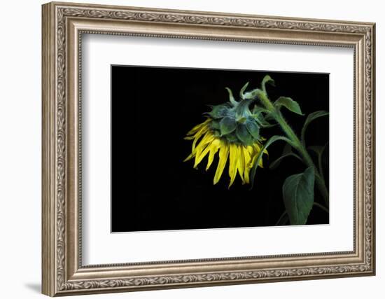 Sunflower-Heidi Westum-Framed Photographic Print