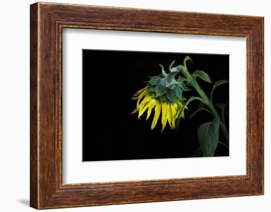 Sunflower-Heidi Westum-Framed Photographic Print