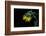 Sunflower-Heidi Westum-Framed Photographic Print