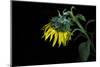 Sunflower-Heidi Westum-Mounted Photographic Print