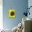 Sunflower-Heidi Bannon-Photo displayed on a wall