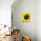 Sunflower-Heidi Bannon-Photo displayed on a wall