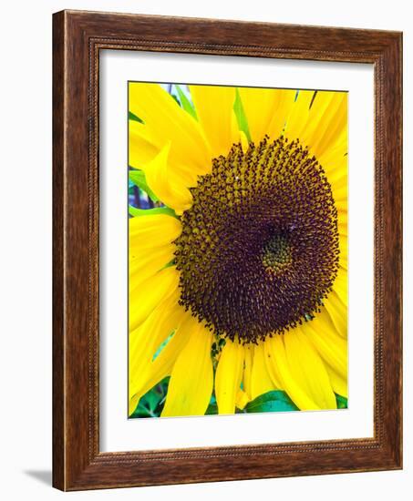 Sunflower-Heidi Bannon-Framed Photo
