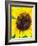 Sunflower-Heidi Bannon-Framed Photo