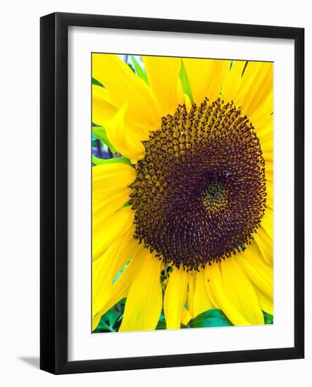 Sunflower-Heidi Bannon-Framed Photo