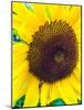 Sunflower-Heidi Bannon-Mounted Photo