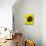 Sunflower-Heidi Bannon-Mounted Photo displayed on a wall