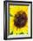 Sunflower-Heidi Bannon-Framed Photo