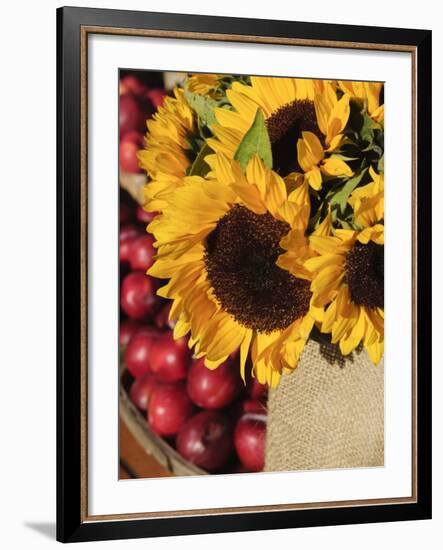 Sunflowers and Apples, the Hamptons, Long Island, New York State, USA-Robert Harding-Framed Photographic Print