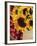 Sunflowers and Apples, the Hamptons, Long Island, New York State, USA-Robert Harding-Framed Photographic Print