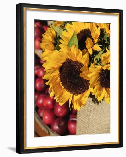 Sunflowers and Apples, the Hamptons, Long Island, New York State, USA-Robert Harding-Framed Photographic Print