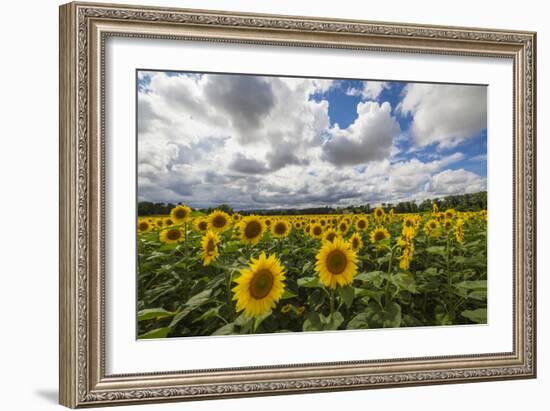 Sunflowers and clouds in the rural landscape of Senigallia, Province of Ancona, Marche, Italy-Roberto Moiola-Framed Photographic Print