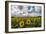 Sunflowers and clouds in the rural landscape of Senigallia, Province of Ancona, Marche, Italy-Roberto Moiola-Framed Photographic Print