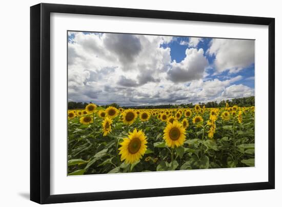 Sunflowers and clouds in the rural landscape of Senigallia, Province of Ancona, Marche, Italy-Roberto Moiola-Framed Photographic Print