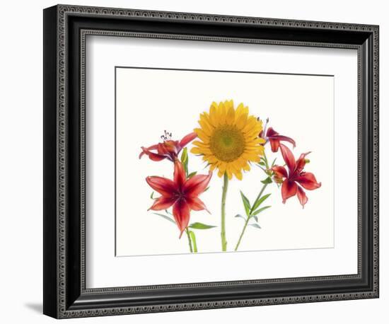 Sunflowers and lilies against white background-Panoramic Images-Framed Photographic Print