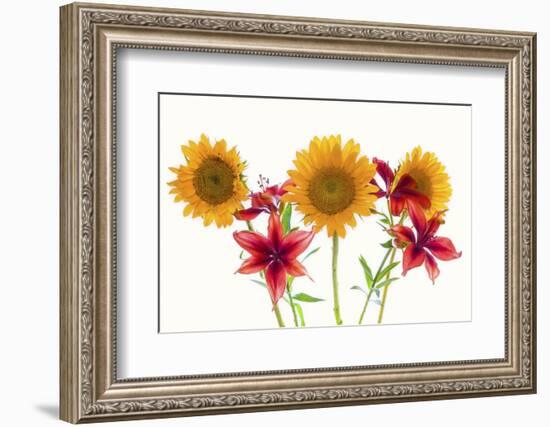 Sunflowers and lilies against white background-Panoramic Images-Framed Photographic Print