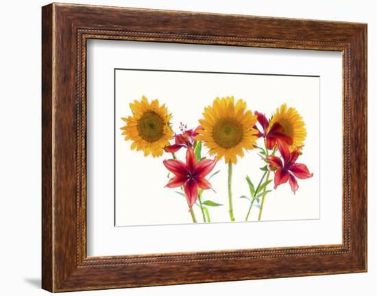 Sunflowers and lilies against white background-Panoramic Images-Framed Photographic Print