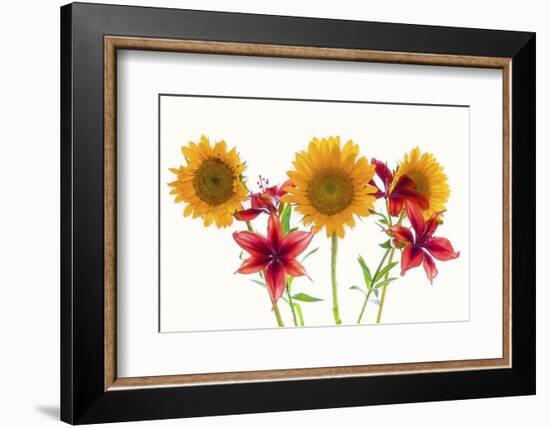 Sunflowers and lilies against white background-Panoramic Images-Framed Photographic Print