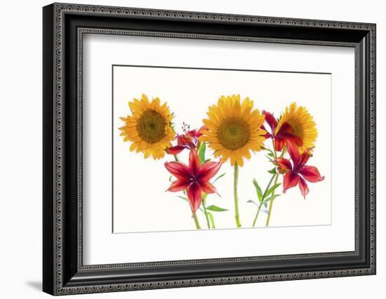 Sunflowers and lilies against white background-Panoramic Images-Framed Photographic Print