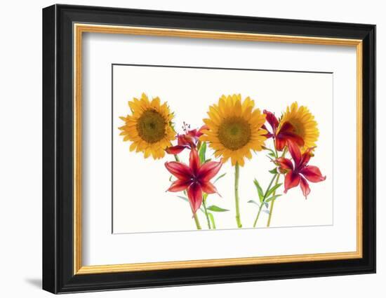 Sunflowers and lilies against white background-Panoramic Images-Framed Photographic Print