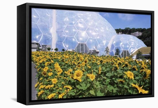 Sunflowers and the Humid Tropics Biome, the Eden Project, Near St. Austell, Cornwall, England-Jenny Pate-Framed Premier Image Canvas