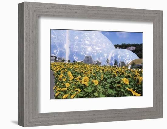 Sunflowers and the Humid Tropics Biome, the Eden Project, Near St. Austell, Cornwall, England-Jenny Pate-Framed Photographic Print