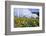 Sunflowers and the Humid Tropics Biome, the Eden Project, Near St. Austell, Cornwall, England-Jenny Pate-Framed Photographic Print