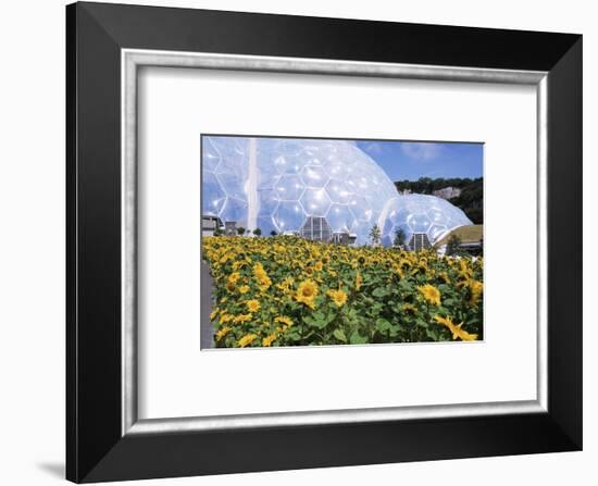 Sunflowers and the Humid Tropics Biome, the Eden Project, Near St. Austell, Cornwall, England-Jenny Pate-Framed Photographic Print