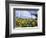 Sunflowers and the Humid Tropics Biome, the Eden Project, Near St. Austell, Cornwall, England-Jenny Pate-Framed Photographic Print