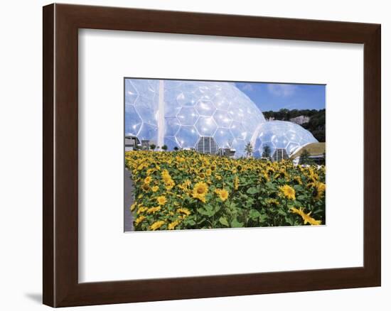 Sunflowers and the Humid Tropics Biome, the Eden Project, Near St. Austell, Cornwall, England-Jenny Pate-Framed Photographic Print