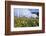 Sunflowers and the Humid Tropics Biome, the Eden Project, Near St. Austell, Cornwall, England-Jenny Pate-Framed Photographic Print