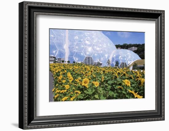 Sunflowers and the Humid Tropics Biome, the Eden Project, Near St. Austell, Cornwall, England-Jenny Pate-Framed Photographic Print