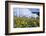 Sunflowers and the Humid Tropics Biome, the Eden Project, Near St. Austell, Cornwall, England-Jenny Pate-Framed Photographic Print