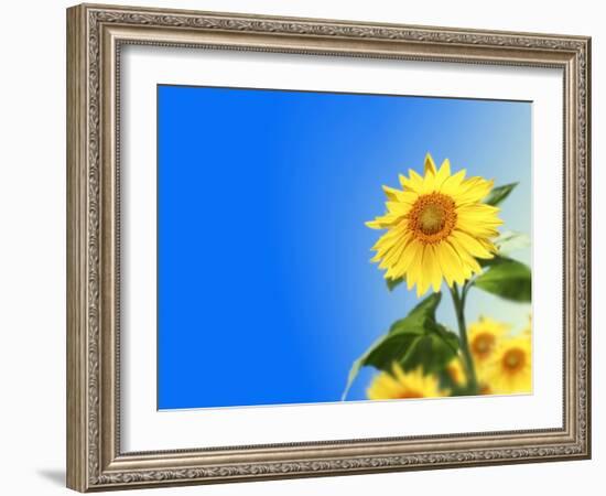 Sunflowers, Artwork-Victor Habbick-Framed Photographic Print