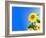 Sunflowers, Artwork-Victor Habbick-Framed Photographic Print