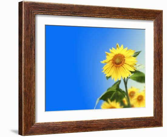 Sunflowers, Artwork-Victor Habbick-Framed Photographic Print