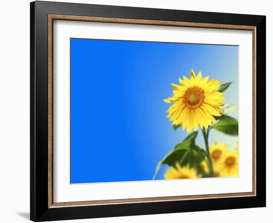 Sunflowers, Artwork-Victor Habbick-Framed Photographic Print
