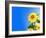 Sunflowers, Artwork-Victor Habbick-Framed Photographic Print