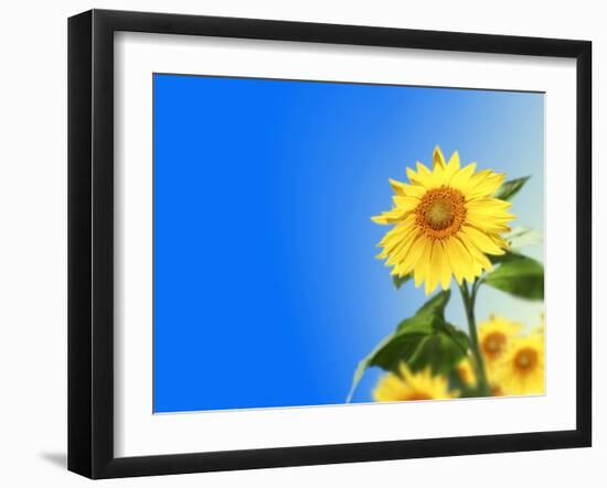 Sunflowers, Artwork-Victor Habbick-Framed Photographic Print